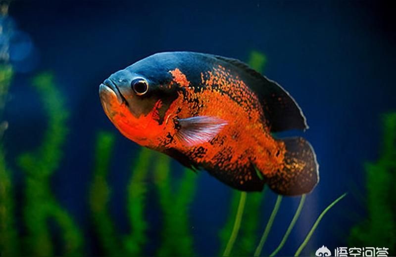 yee黃粉魚藥白點(diǎn)凈水霉疾病養(yǎng)魚日本錦鯉水族殺菌治療爛尾疾病 yee黃粉魚藥白點(diǎn)凈水霉疾病養(yǎng)魚日本錦鯉水族殺菌治療爛尾疾病 yee