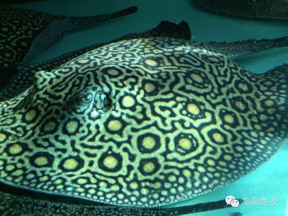 魟魚可以放鹽嗎有毒嗎能吃嗎：魟魚可以放鹽嗎