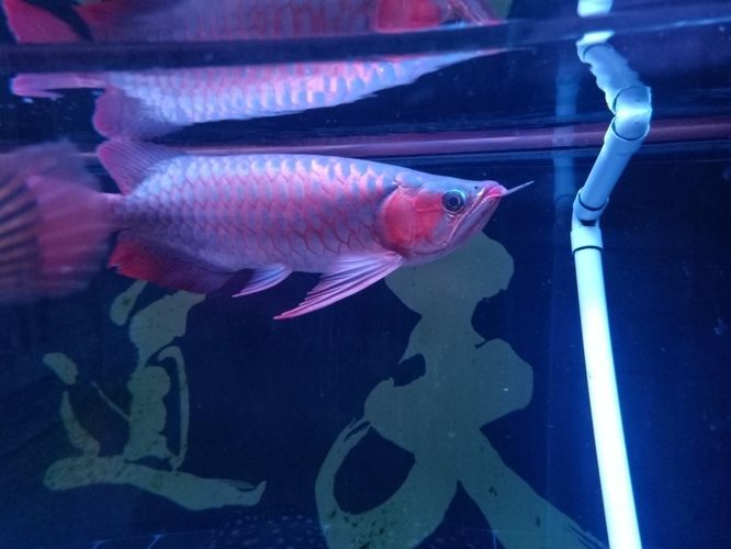 小紅龍魚膽子太小怎么辦：小紅龍魚膽子太小的問題