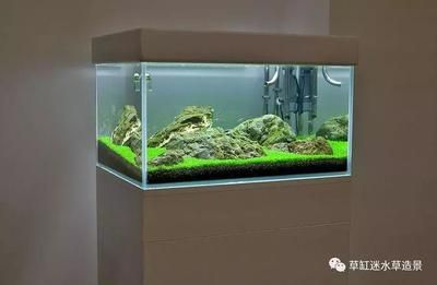 草缸小型觀賞魚（草缸小型觀賞魚推薦）