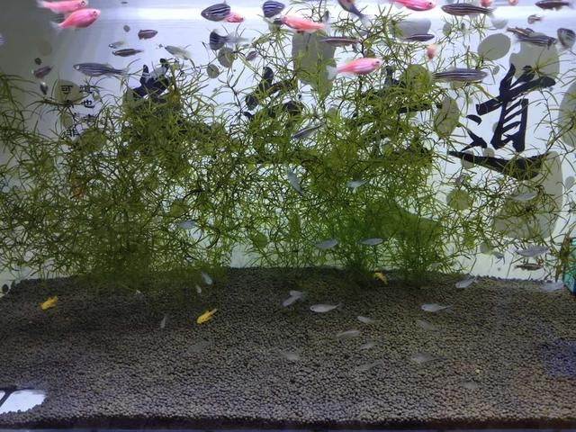 草缸小型觀賞魚（草缸小型觀賞魚推薦）