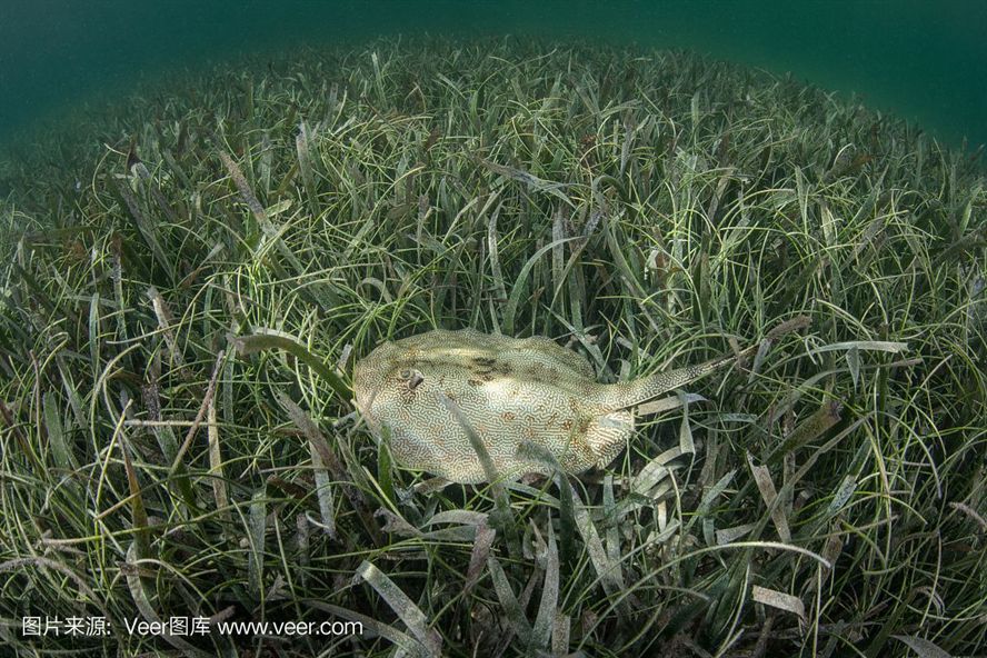 魟魚拉的白色絮狀是什么蟲：魟魚拉出的白色絮狀物可能是由幾種不同的原因引起的