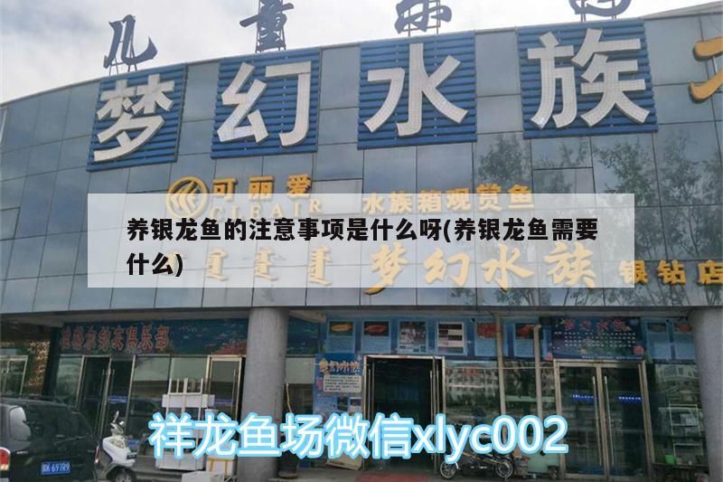 養銀龍魚的注意事項是什么呀(養銀龍魚需要什么) 養銀龍魚的注意事項是什么呀(養銀龍魚需要什么) 銀龍魚百科