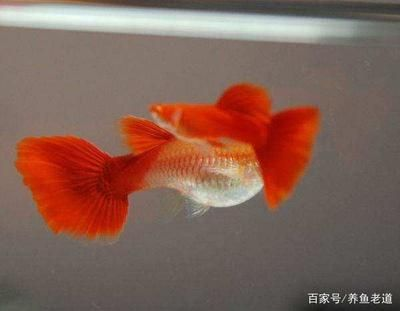 觀賞魚鑒別（如何鑒別觀賞魚？）