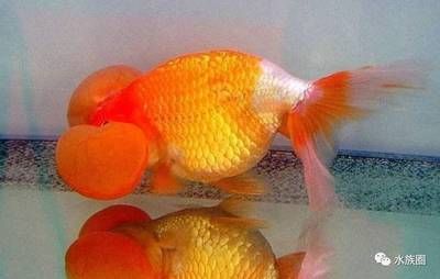 觀賞魚(yú)鑒別（如何鑒別觀賞魚(yú)？）