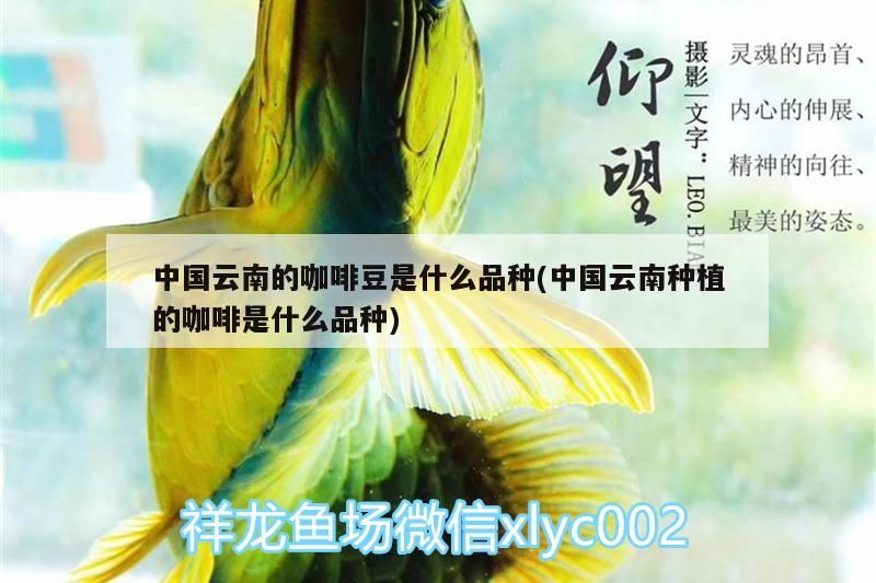 什么魚能和龍魚、虎魚混養(yǎng)(龍魚能和虎魚混養(yǎng)嗎) 中國云南的咖啡豆是什么品種(中國云南種植的咖啡是什么品種) 馬來西亞咖啡 中國云南的咖啡豆是什么品種(中國云南種植的咖啡是什么品種) 中國云南的咖啡豆是什么品種(中國云南種植的咖啡是什么品種) 馬來西亞咖啡