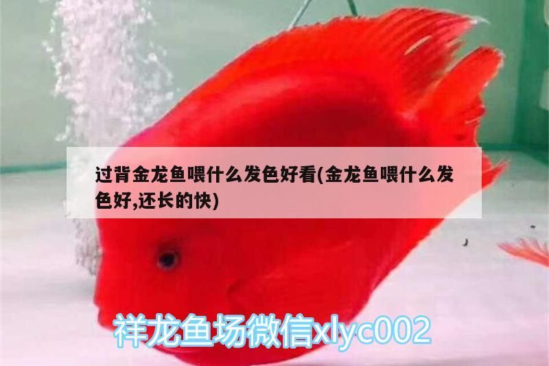 過背金龍魚喂什么發色好看(金龍魚喂什么發色好,還長的快)