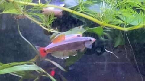 觀賞魚白云金絲怎么養(yǎng)（白云金絲魚的養(yǎng)護(hù)技巧）