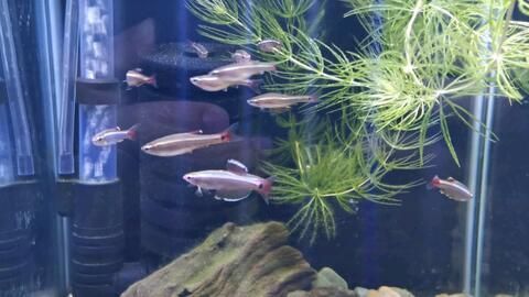 觀賞魚白云金絲怎么養(yǎng)（白云金絲魚的養(yǎng)護(hù)技巧）