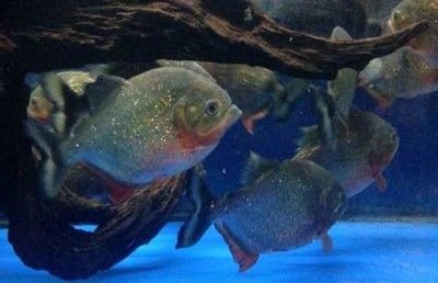 養虎魚有什么好處嗎：養虎魚不僅能作為一種娛樂活動還能帶來一些實際的好處