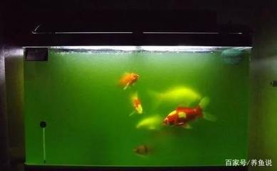 魚缸多久放一次鹽消毒比較好（魚缸多長時間放一回鹽）