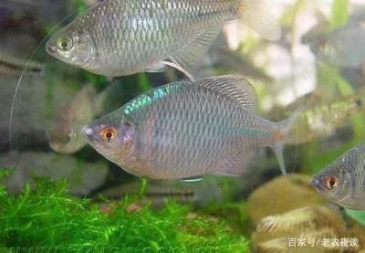 國內觀賞魚市場（國內觀賞魚市場分析）