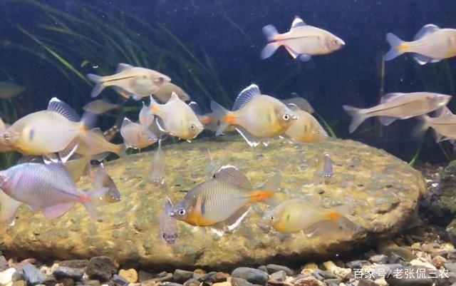 國內觀賞魚市場（國內觀賞魚市場分析）