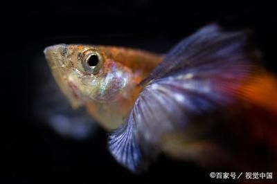 國內觀賞魚市場（國內觀賞魚市場分析）