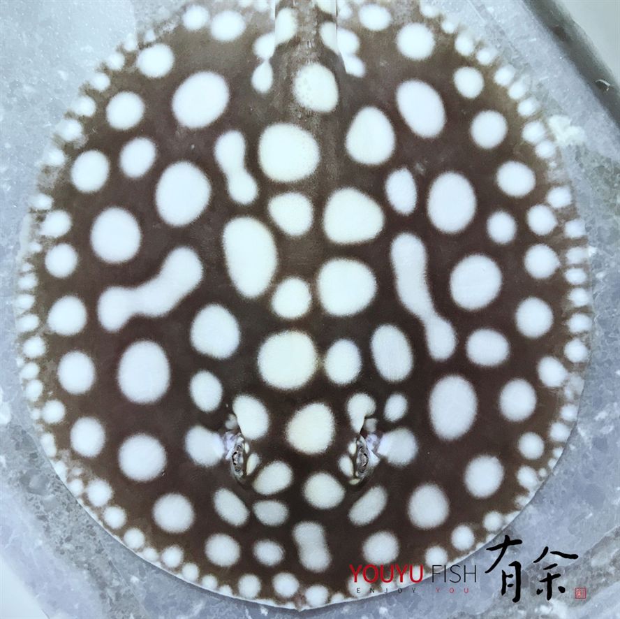魟魚翹邊多久死亡：魟魚翹邊一定會死亡嗎