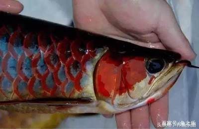 紅龍魚怎么樣長的快一點(diǎn)兒：紅龍魚快速生長的詳細(xì)方法