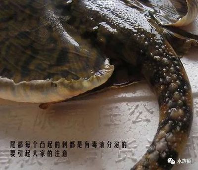 魟魚的毒性有多大啊：魟魚的毒性主要體現在其尾部的毒刺上以下是具體的解釋