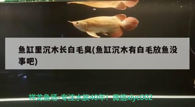魚缸里沉木長白毛臭(魚缸沉木有白毛放魚沒事吧)