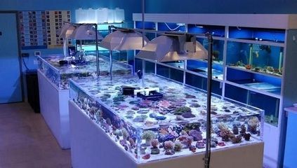 NO1水族進貨渠道（no1水族批發市場是水族店進貨的主要來源之一）