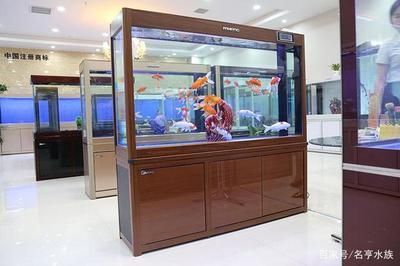 NO1水族進貨渠道（no1水族批發市場是水族店進貨的主要來源之一）
