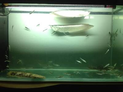 90的魚缸能養銀龍嗎：90厘米寬度的銀龍魚可以飼養成年的銀龍魚嗎