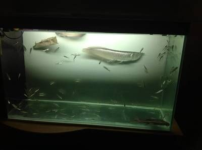 90的魚缸能養銀龍嗎：90厘米寬度的銀龍魚可以飼養成年的銀龍魚嗎
