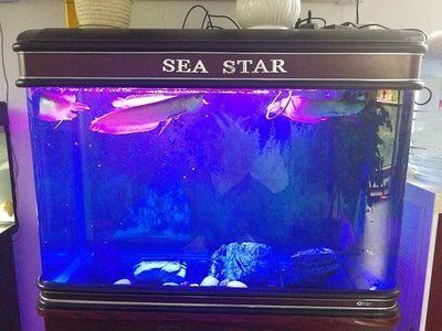 90的魚缸能養銀龍嗎：90厘米寬度的銀龍魚可以飼養成年的銀龍魚嗎