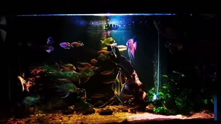 赤瞳黃龍魚圖片大全大圖（赤瞳黃龍魚圖片大全大圖高清）