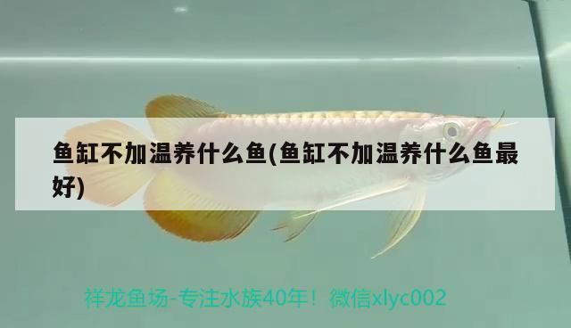 魚缸用的沉木一般都是什么木頭啊視頻講解(魚缸里用的沉木什么木頭都行嗎)
