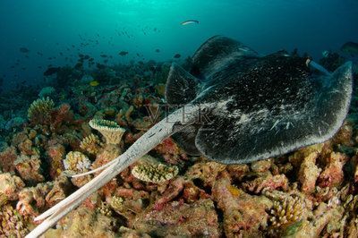 魟魚刺多久會重新長出來：關(guān)于魟魚刺的生長周期