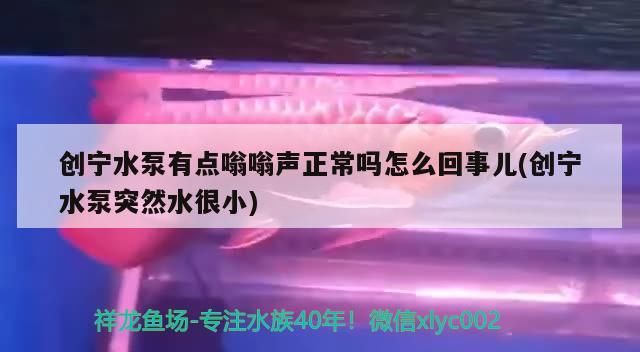 創寧水泵有點嗡嗡聲正常嗎怎么回事兒(創寧水泵突然水很小)