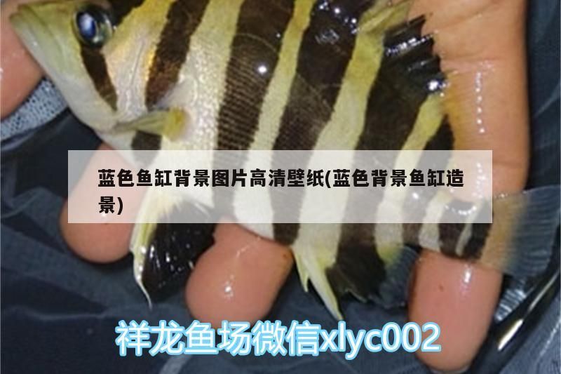 藍色魚缸背景圖片高清壁紙(藍色背景魚缸造景)