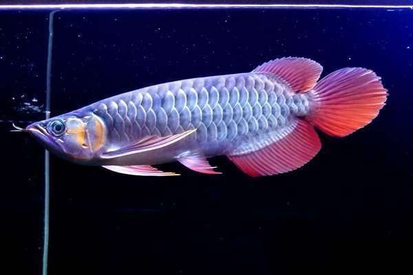 龍魚(yú)打仗怎么制止vs祥龍魚(yú)場(chǎng)：如何防止龍魚(yú)爭(zhēng)斗