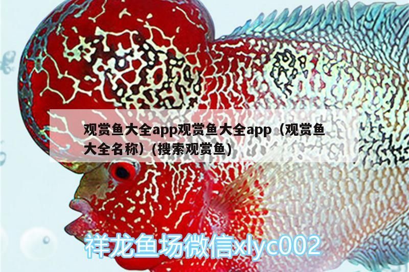 魚缸里可以養黑魚嗎視頻（ 家里魚缸能養黑魚嗎?）
