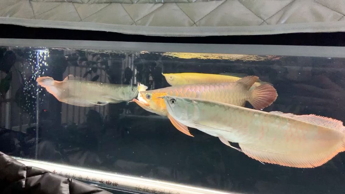兇殘！黃化元寶鳳凰吞了！原來還可以這樣下掛！！！ 兇殘！黃化元寶鳳凰吞了！原來還可以這樣下掛！！！ 元寶鳳凰魚百科