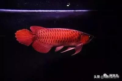 比較安靜的觀賞魚推薦（什么樣的觀賞魚適合養？）