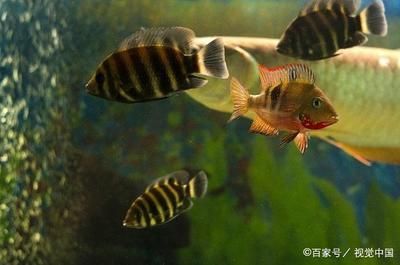 比較安靜的觀賞魚推薦（什么樣的觀賞魚適合養？）