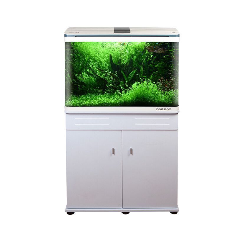 80厘米魚缸適合什么魚：80厘米的魚缸適合作為中小型熱帶魚的飼養容器