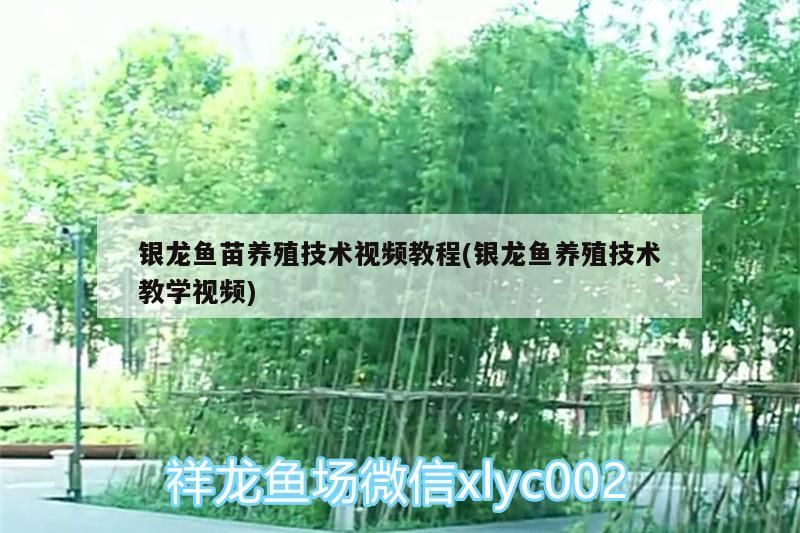 銀龍魚苗養殖技術視頻教程(銀龍魚養殖技術教學視頻)