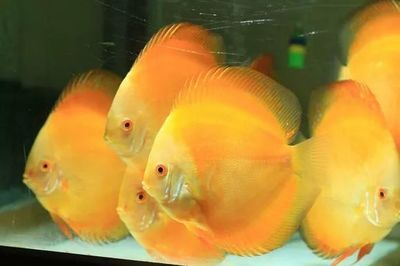 扁扁的觀賞魚是什么魚（什么是扁扁的觀賞魚？）