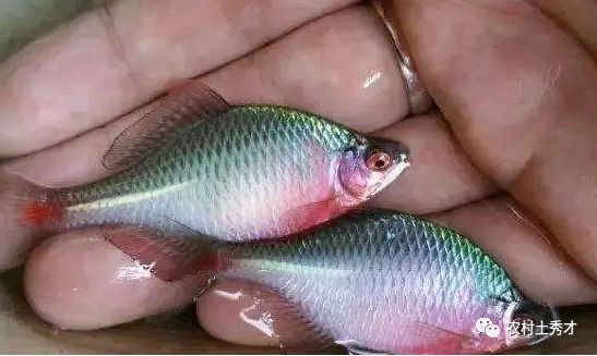 扁扁的觀賞魚是什么魚（什么是扁扁的觀賞魚？）