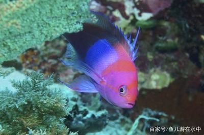 觀賞魚白斑病如何治療效果好（觀賞魚白斑病的治療方法）