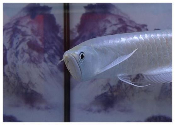 金龍魚燒尾是什么意思：如何判斷金龍魚健康，金龍魚疾病預防指南