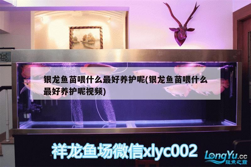 銀龍魚苗喂什么最好養護呢(銀龍魚苗喂什么最好養護呢視頻)