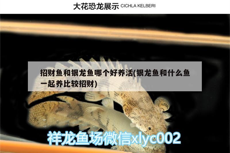 招財魚和銀龍魚哪個好養(yǎng)活(銀龍魚和什么魚一起養(yǎng)比較招財)