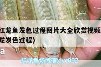 印尼紅龍魚發色過程圖片大全欣賞視頻(印尼血紅龍發色過程)