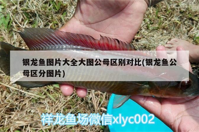 銀龍魚圖片大全大圖公母區別對比(銀龍魚公母區分圖片)