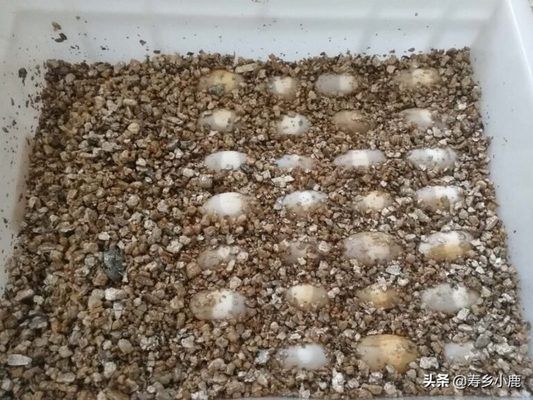 豬鼻龜怎么孵化：豬鼻龜可以人工繁殖嗎，可以人工繁殖嗎