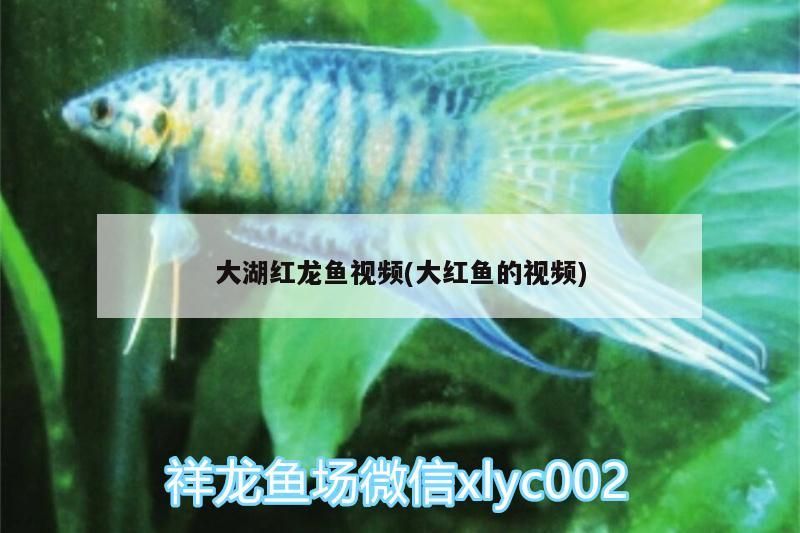 大湖紅龍魚視頻(大紅魚的視頻)