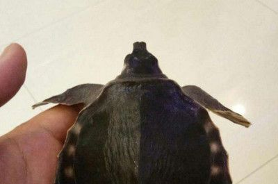 豬鼻龜水溫多少：豬鼻龜水溫多少度最好不要超過5%，豬鼻龜水溫多少度最好